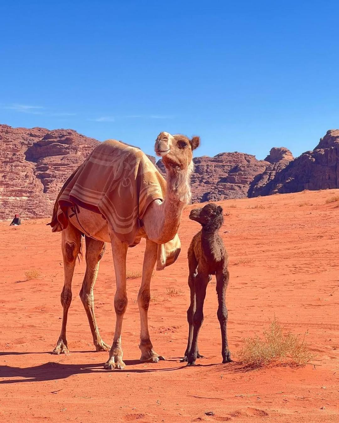 Wadi Rum Bedouin Heart Camp ภายนอก รูปภาพ